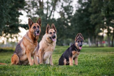 Üç Alman çoban köpeği parkta çimenlerde yan yana oturuyor.
