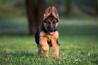 Mutlu Alman çoban köpeği yazın çimenlerde koşuyor.