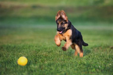 Mutlu Alman çoban köpeği yazın oyuncak topla oynuyor.
