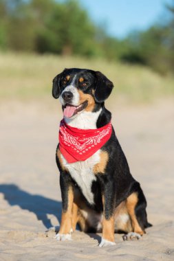 Kırmızı bandanalı bir köpek kumsalda oturuyor.