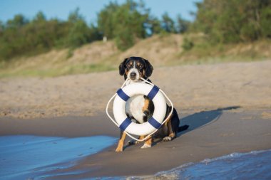 Komik köpek sahilde oturmuş ağzında can simidi tutuyor.