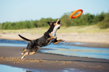Mutlu Entlebucher köpeği kumsalda turuncu bir oyuncakla oynuyor.