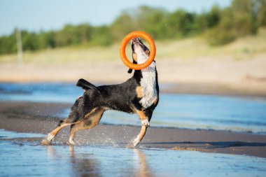 Mutlu Entlebucher köpeği kumsalda turuncu bir oyuncakla oynuyor.