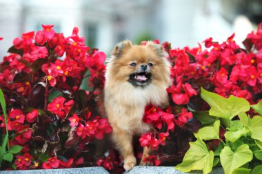 Pomeranya 'nın yaz aylarında begonya çiçeklerindeki köpek portresi