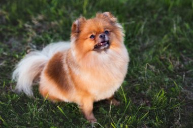 Kırmızı Pomeranya Tükürük Köpeği çimlerin üzerinde oturuyor ve yukarı bakıyor
