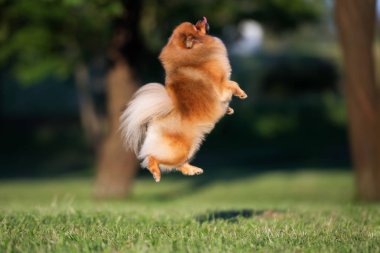 Pomeranya tükürüğü parkta yükseğe zıplıyor