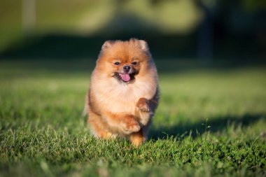 Mutlu Pomeranya köpekleri çimenlerde koşuyor.
