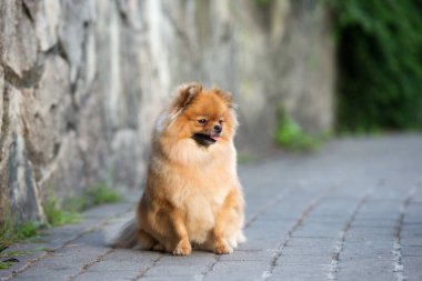 Kırmızı Pomeranya tükürük köpeği dışarıda dekoratif bir duvarın yanında oturuyor.