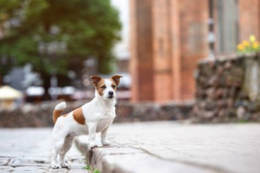 Jack Russell Terrier Köpeği sokakta dikiliyor.