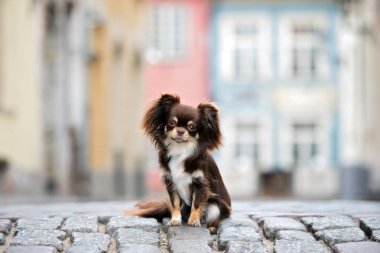 Chihuahua köpeği eski kasabada poz veriyor.