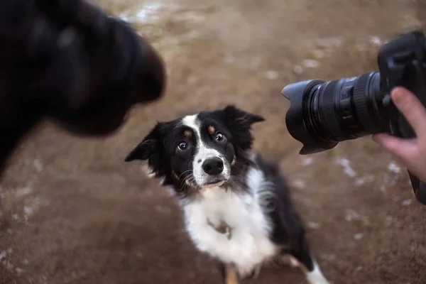 funny dog afraid of cameras portrait