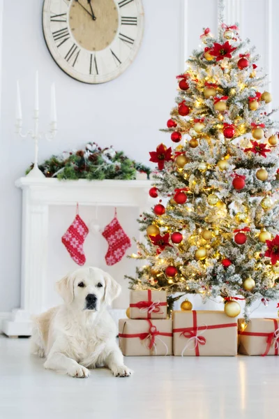 Golden Retriever Cão Posando Por Uma Luz Até Árvore Natal — Fotografia de Stock