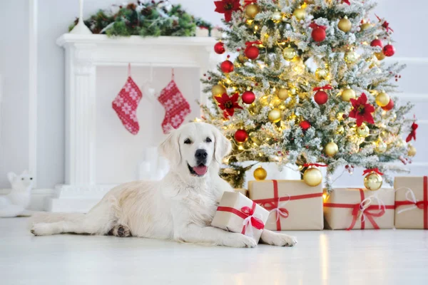 快乐的金毛猎犬躺在圣诞树下的礼品盒里 — 图库照片