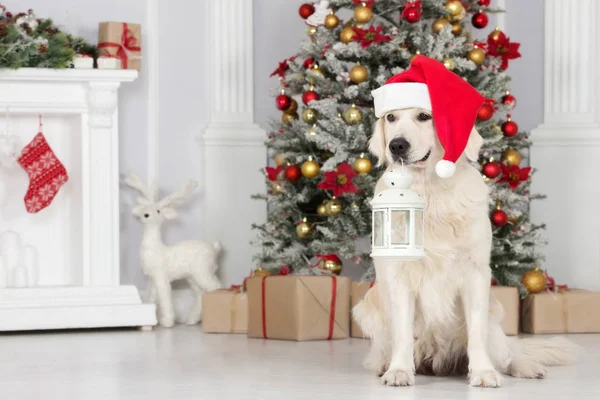 Cão Feliz Santa Chapéu Segurando Luz Natal — Fotografia de Stock