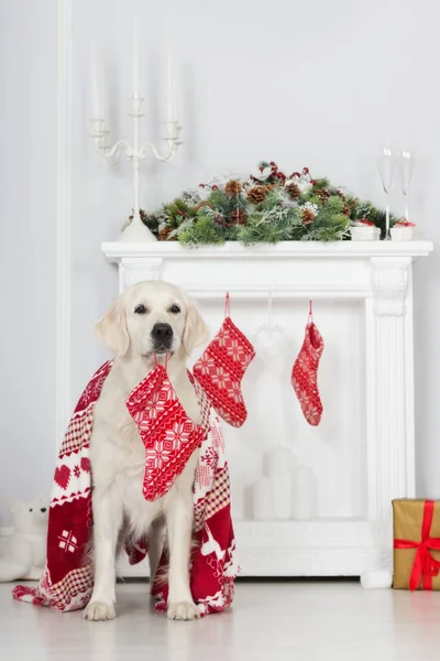 Gelukkig Hond Holding Kerst Kous Mond — Stockfoto