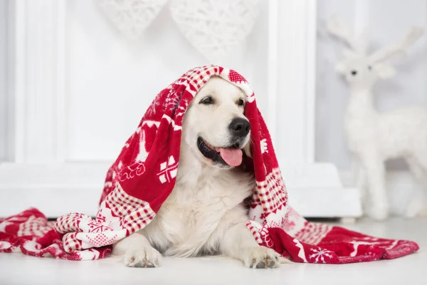Feliz Perro Golden Retriever Posando Para Navidad Interior —  Fotos de Stock