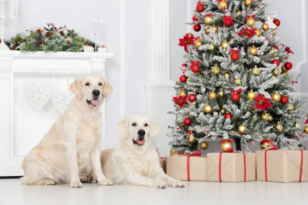 Två Gyllene Retriever Hundar Poserar Med Juldekorationer — Stockfoto