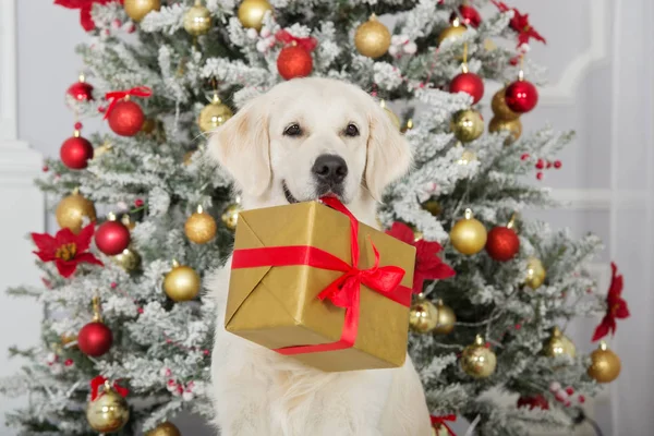 Золотисто Ретриверская Собака Держит Рождественскую Подарочную Коробку Рту — стоковое фото