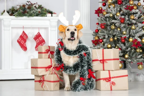 Golden Retriever Hond Poseren Binnen Met Kerstversiering — Stockfoto