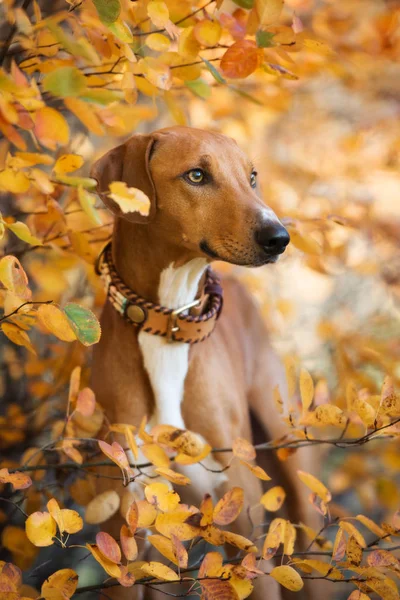 Κόκκινο Σκυλί Azawakh Ποζάρουν Εξωτερικούς Χώρους Φθινόπωρο — Φωτογραφία Αρχείου