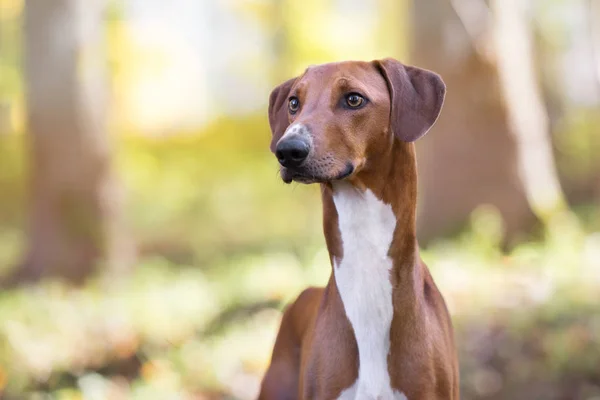 秋に屋外でポーズをとる赤沢犬 — ストック写真