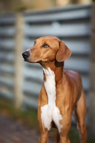 Czerwony Azawakh Pies Pozowanie Świeżym Powietrzu Jesienią — Zdjęcie stockowe