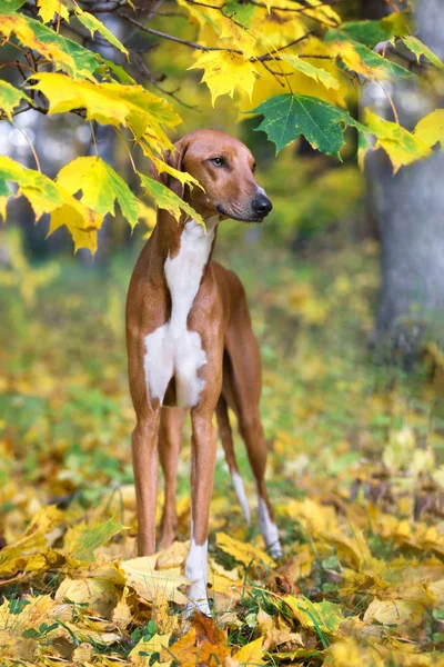 Kırmızı Azawakh Köpeği Sonbaharda Dışarıda Poz Veriyor — Stok fotoğraf
