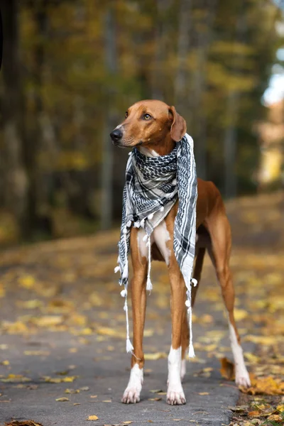 Κόκκινο Σκυλί Azawakh Ποζάρουν Εξωτερικούς Χώρους Φθινόπωρο — Φωτογραφία Αρχείου