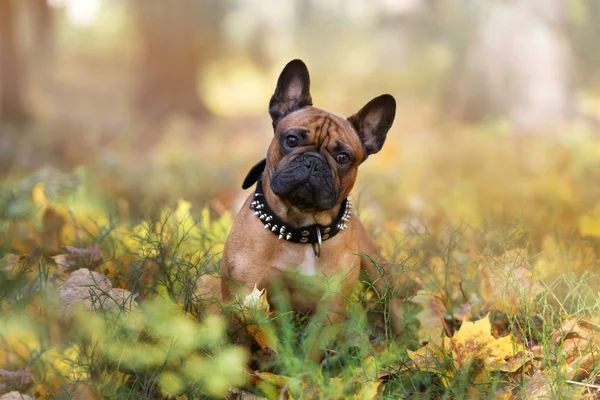 Bulldog Francés Rojo Posando Aire Libre Otoño —  Fotos de Stock