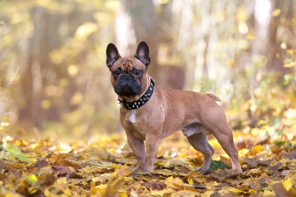 红色法国斗牛犬今年秋天在户外摆姿势 — 图库照片