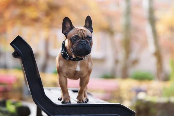 Bouledogue Français Rouge Posant Extérieur Automne — Photo