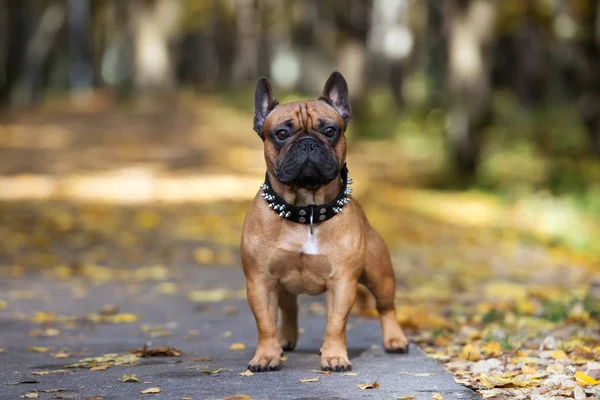 Rosso Cane Bulldog Francese Posa All Aperto Autunno — Foto Stock