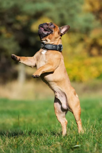 red french bulldog dog jumping up outdoors in summer