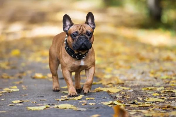 Rode Franse Bulldog Poseren Buiten Herfst — Stockfoto