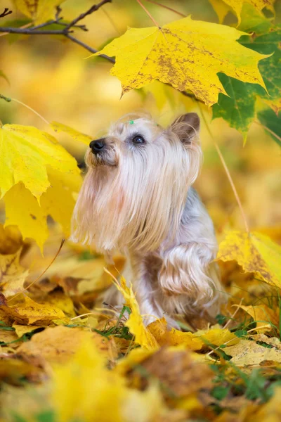 Adorable Yorkshire Terrier Portret Psa Jesienią — Zdjęcie stockowe