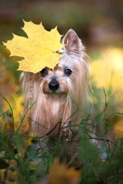 Schattige Yorkshire Terrier Hond Portret Herfst — Stockfoto
