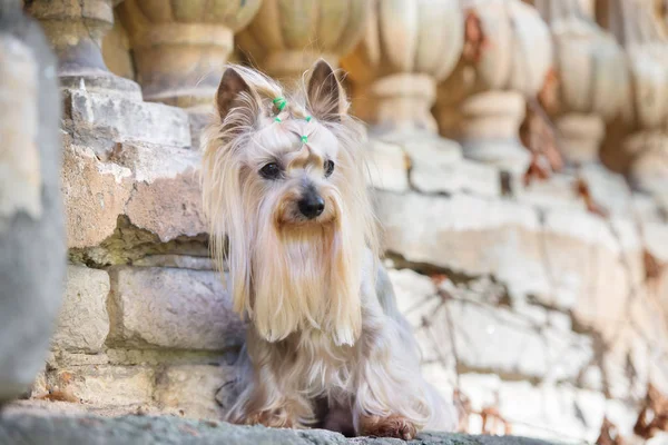 Yorkshire Terrier Σκυλί Κάθεται Εξωτερικούς Χώρους — Φωτογραφία Αρχείου