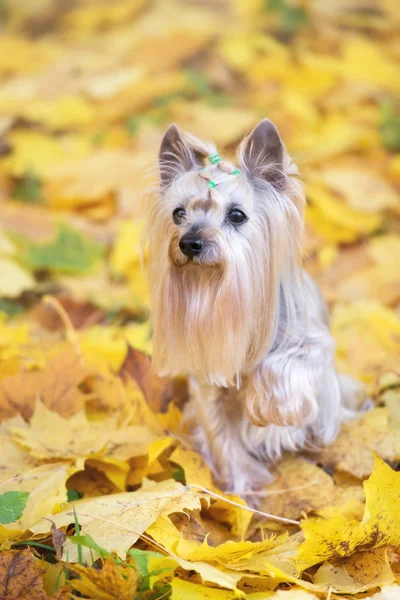 Adorabile Yorkshire Terrier Cane Ritratto Autunno — Foto Stock