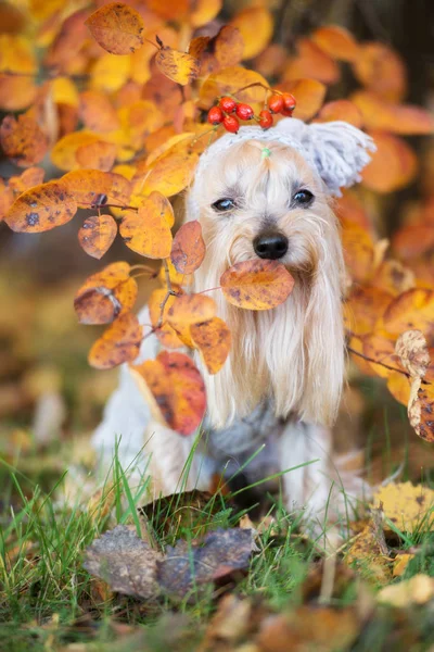 Tapılası Yorkie Köpeği Sonbahar Yaprakları Içinde Kapüşonlu Poz Veriyor — Stok fotoğraf