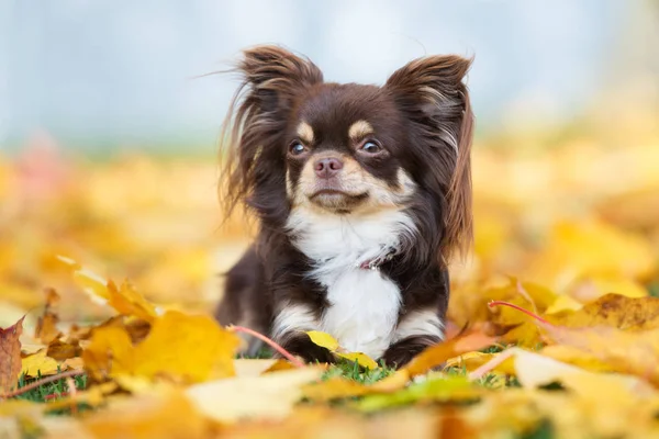 Brązowy Pies Chihuahua Pozowanie Jesienią Opadłych Liściach — Zdjęcie stockowe