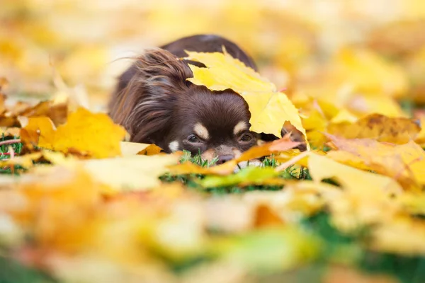 Brązowy Pies Chihuahua Pozowanie Żółtym Liściem Klonu Głowie — Zdjęcie stockowe