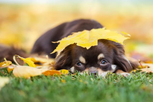 Kafasında Sarı Bir Akçaağaç Yaprağı Olan Kahverengi Bir Chihuahua Köpeği — Stok fotoğraf