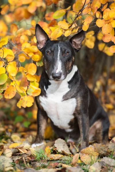Miniaturowy Bullerowy Portret Psa Jesiennymi Liśćmi — Zdjęcie stockowe