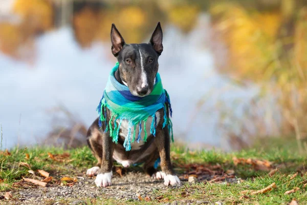 Miniature Bull Terrier Dog Bandana Sitting Lake Autumn — Stock Photo, Image