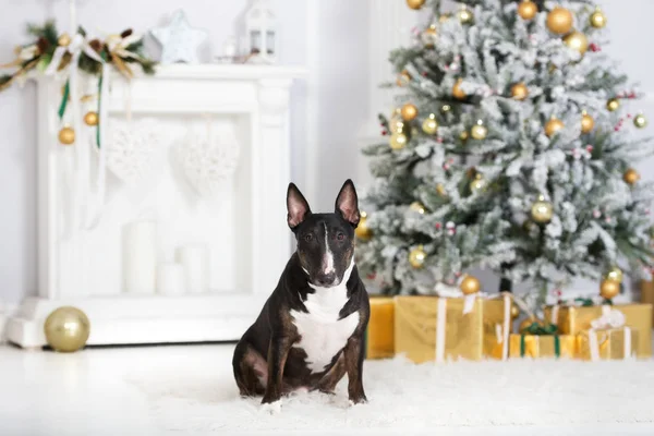 Kara Boğa Teriyeri Köpek Noel Için Içeride Poz Veriyor — Stok fotoğraf