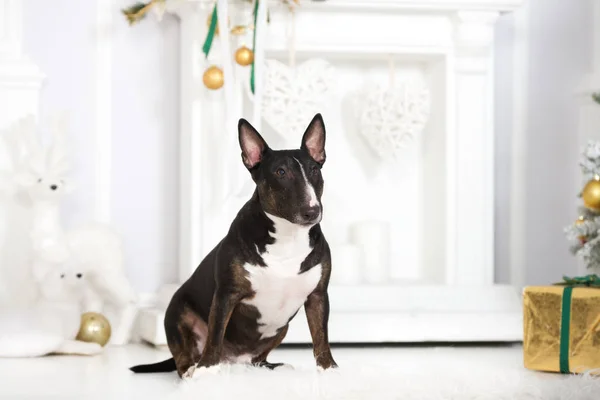 公牛犬在室内摆姿势迎接圣诞节 — 图库照片