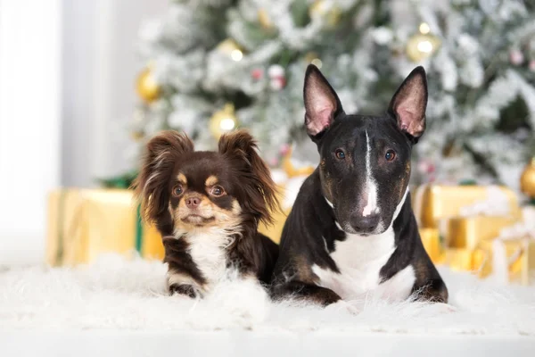 Deux Adorables Chiens Posant Pour Noël — Photo