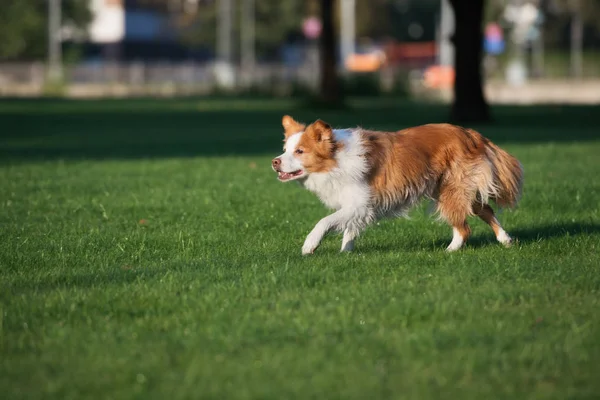 公園を歩く赤と白のボーダーコリー犬 — ストック写真