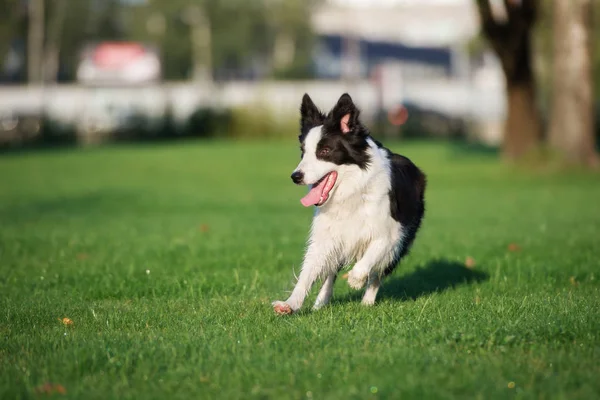 年轻的边境牧羊犬在公园里奔跑 — 图库照片