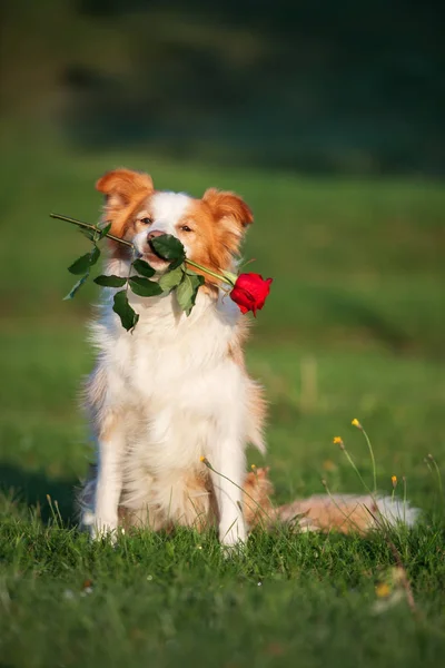 Red White Border Collie Dog Holding Rose Flower Mouth — Stock Photo, Image